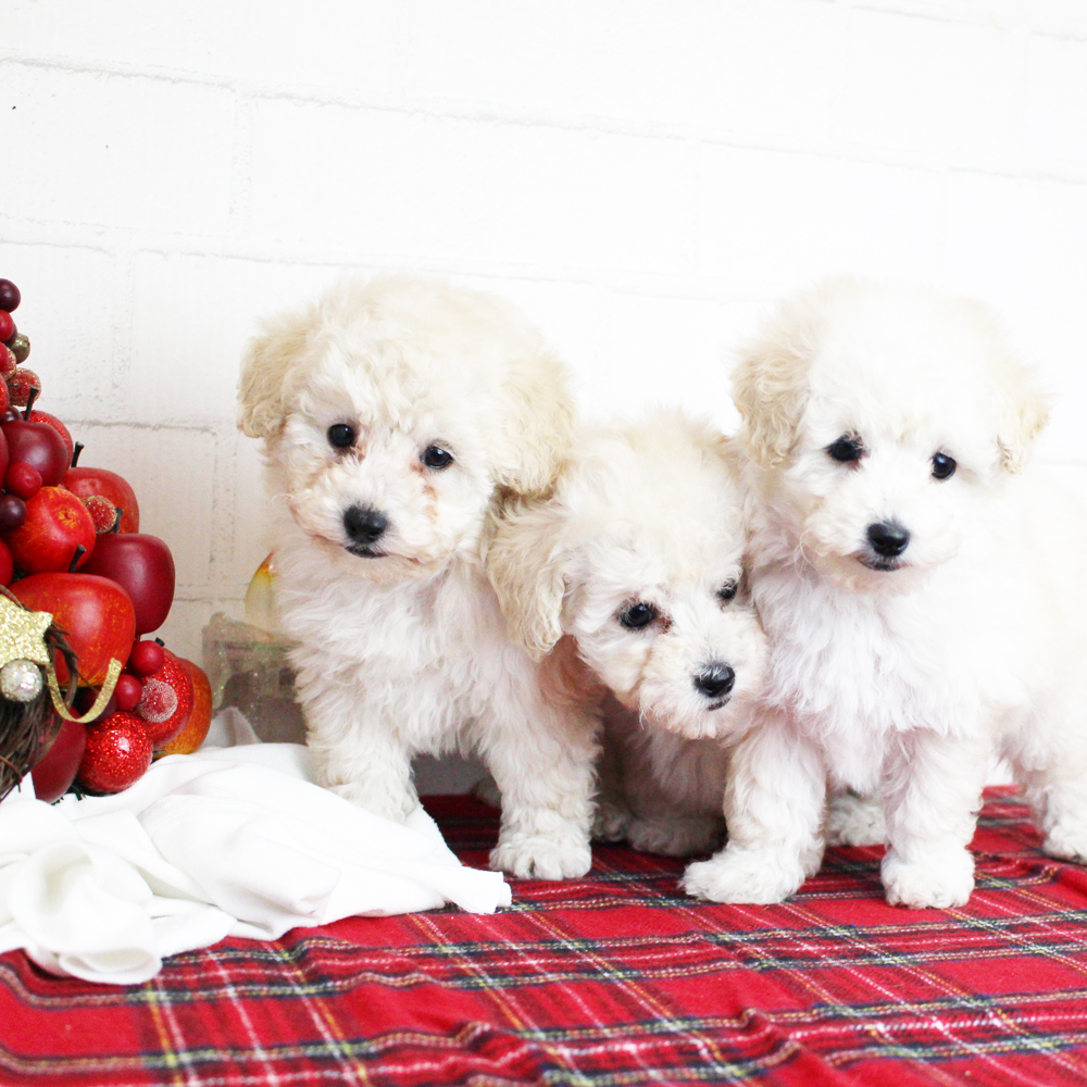 ☆☆☆MerryChristmas☆☆☆